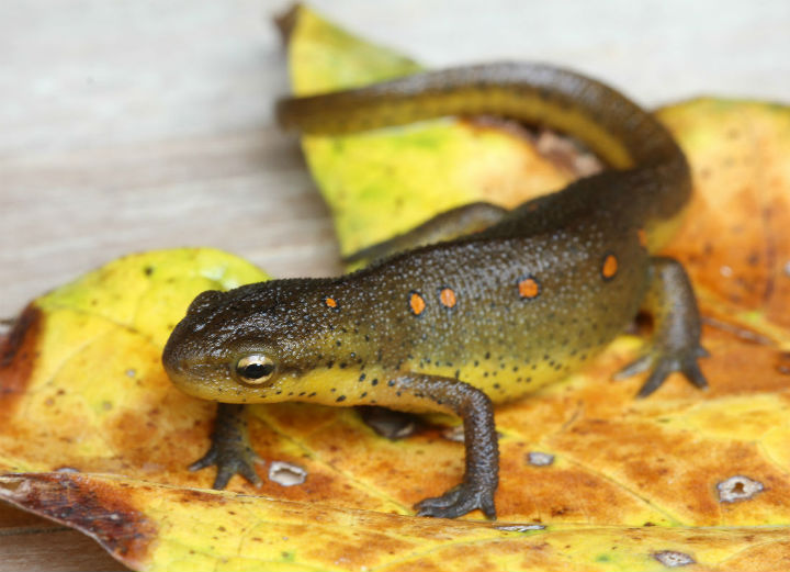 Red-spotted Newt